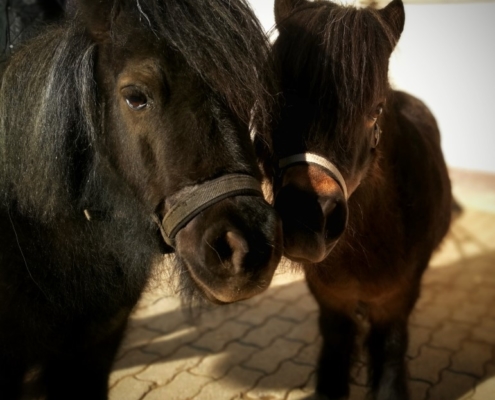 Geschwisterliebe - Lola und Soraya