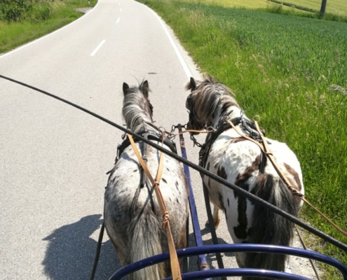 Bei schönem Wetter das ganz besondere Highlight - eine Runde mit der Ponykutsche fahren