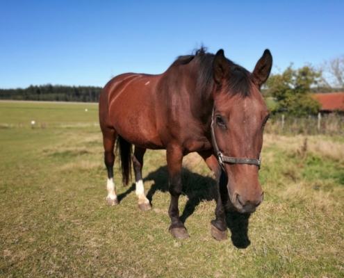 Reiten auf Schwerem Warmblut - Zara und Tessa